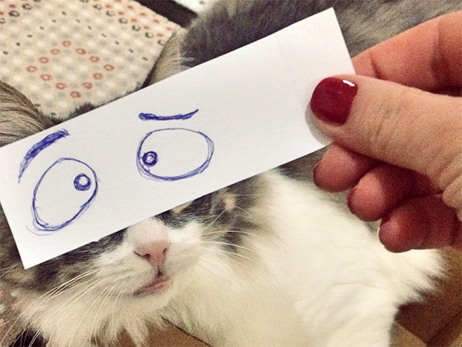 gatos-olhos-desenhados (10)