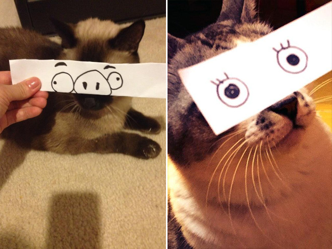 gatos-olhos-desenhados (5)