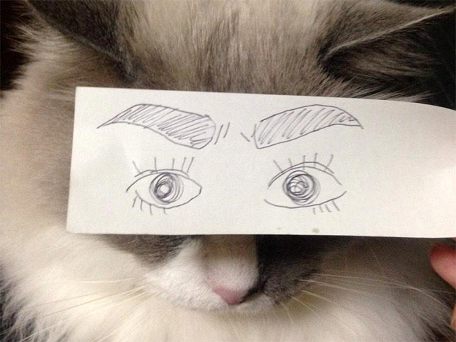 gatos-olhos-desenhados (7)