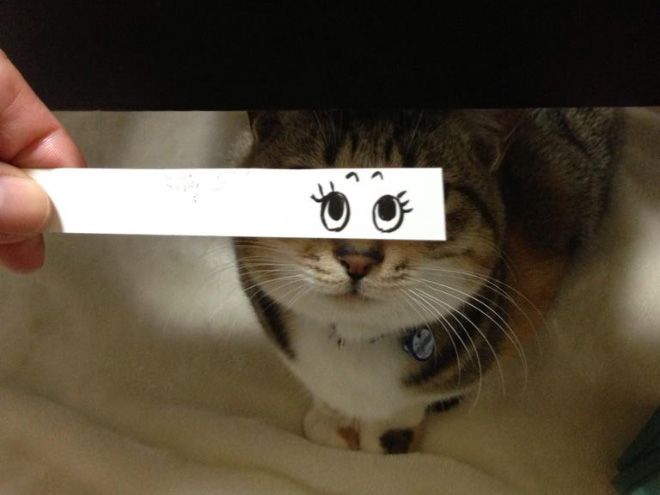 gatos-olhos-desenhados (8)