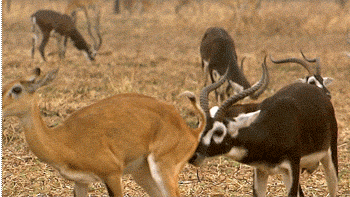 Gifs de Quarta25