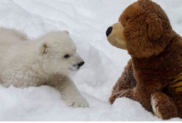 Até Ursos Polares acham ursos fofos01