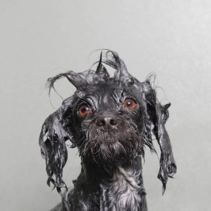 Cachorro molhado09