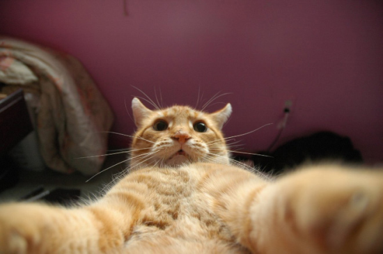 Gatos fazendo Selfie06