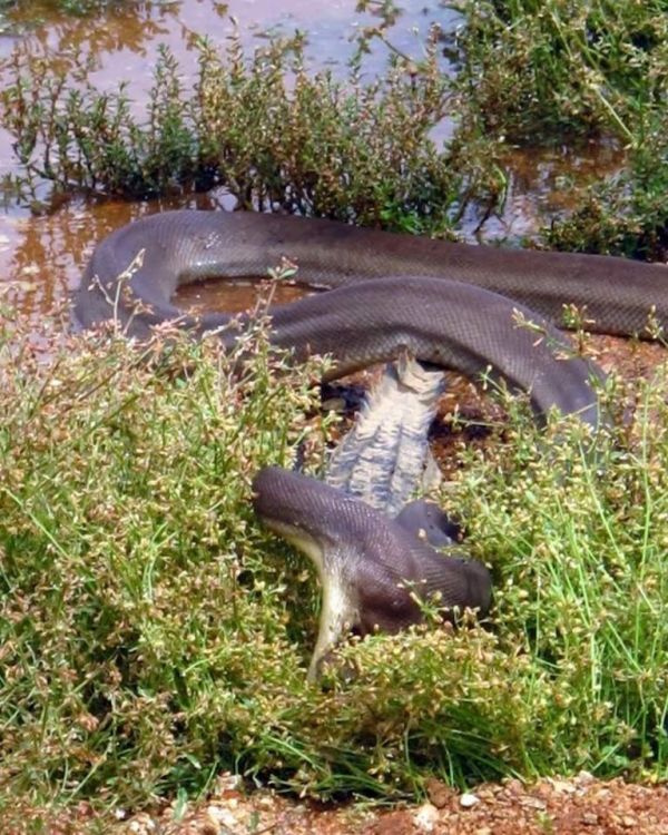 Python atacando um crocodilo03