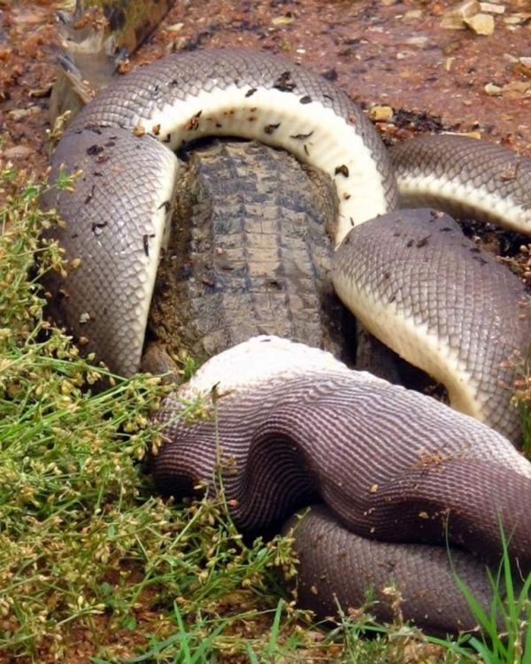 Python atacando um crocodilo04
