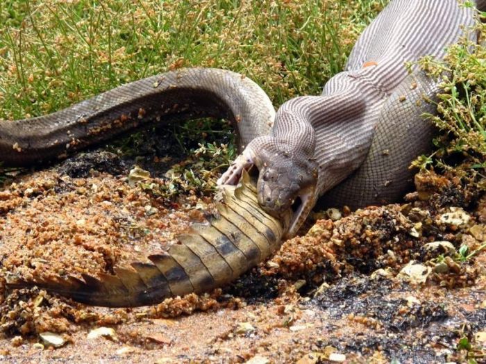 Python atacando um crocodilo09