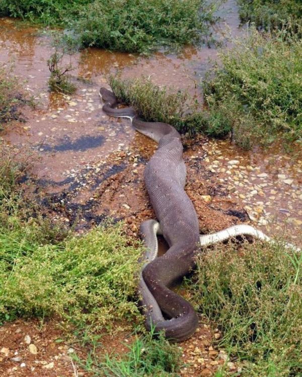 Python atacando um crocodilo13