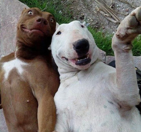 Animais adoram selfie06