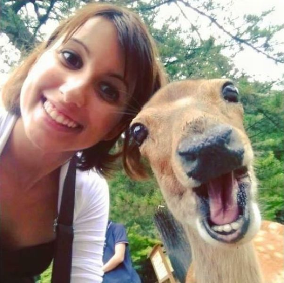 Animais adoram selfie21