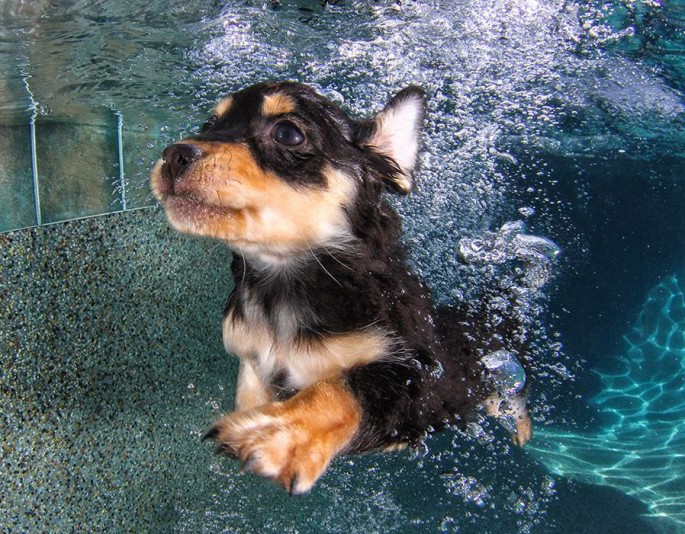 Cães mergulhando08