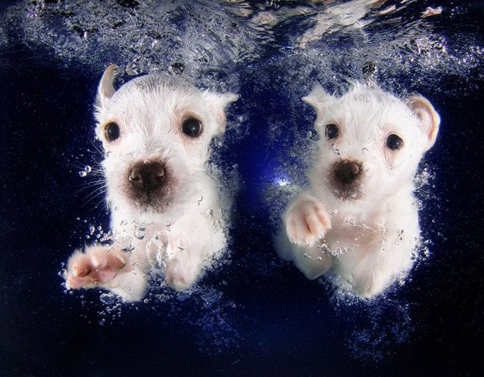 Cães mergulhando09