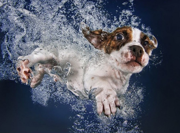 Cães mergulhando10