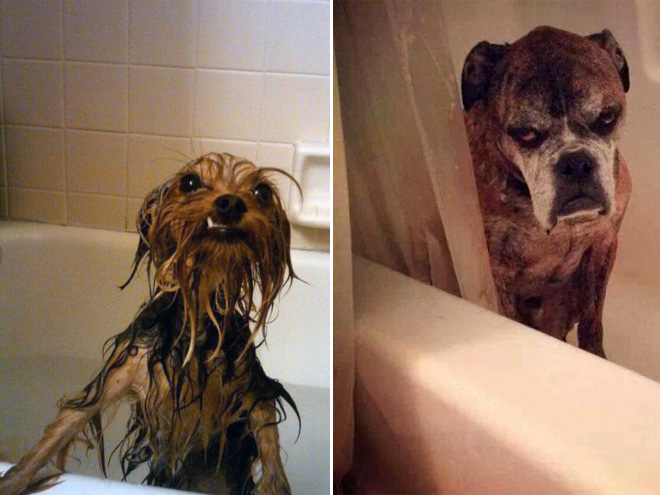 cachorros-tomando-banho (11)