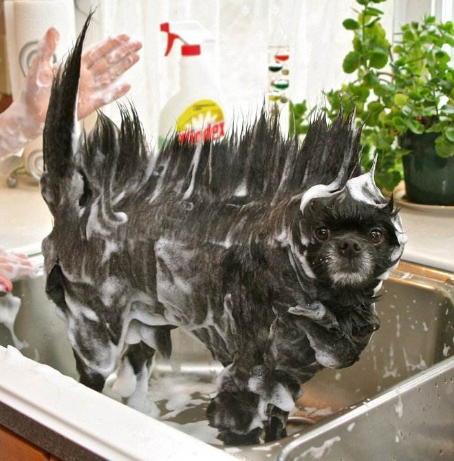 cachorros-tomando-banho (14)