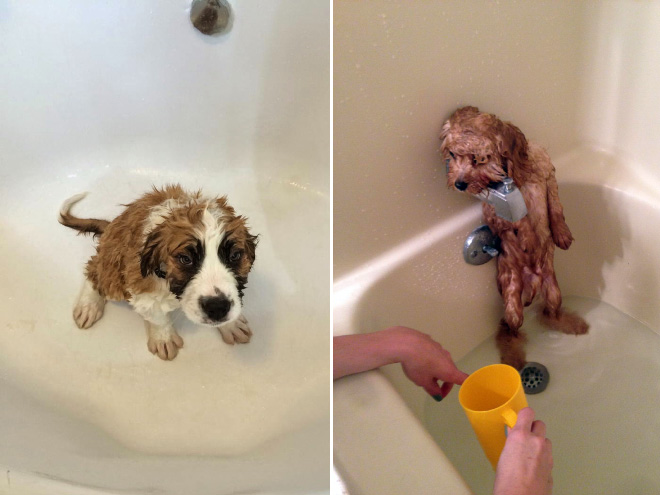 cachorros-tomando-banho (16)