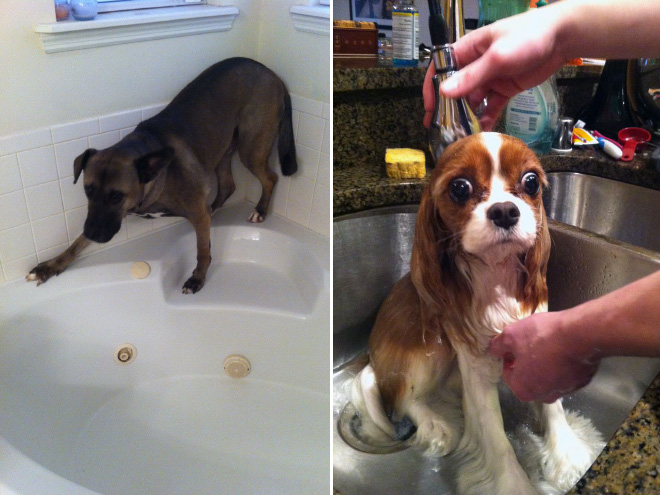 cachorros-tomando-banho (4)