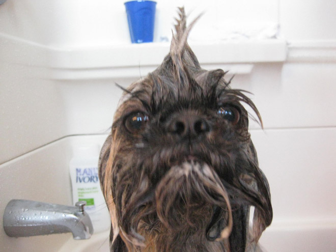 cachorros-tomando-banho (5)