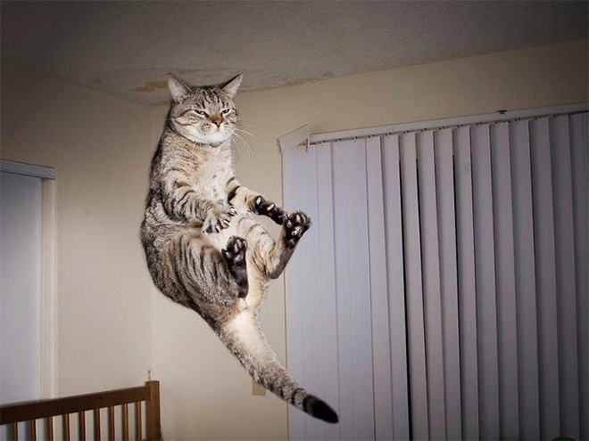 gatos-voadores (1)