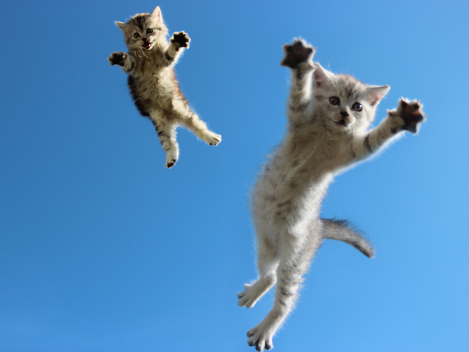 gatos-voadores (12)