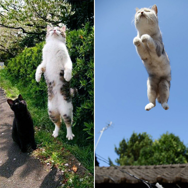 gatos-voadores (13)