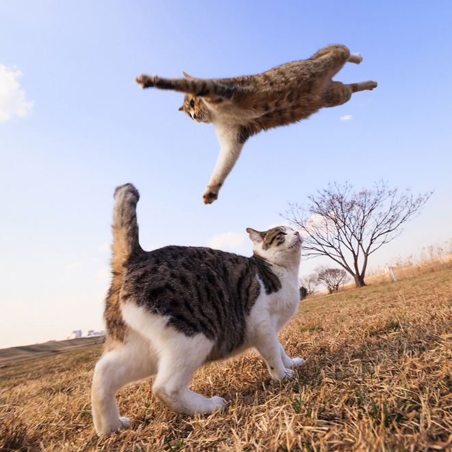 gatos-voadores (14)