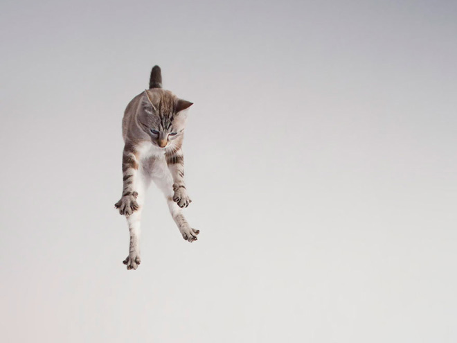 gatos-voadores (15)