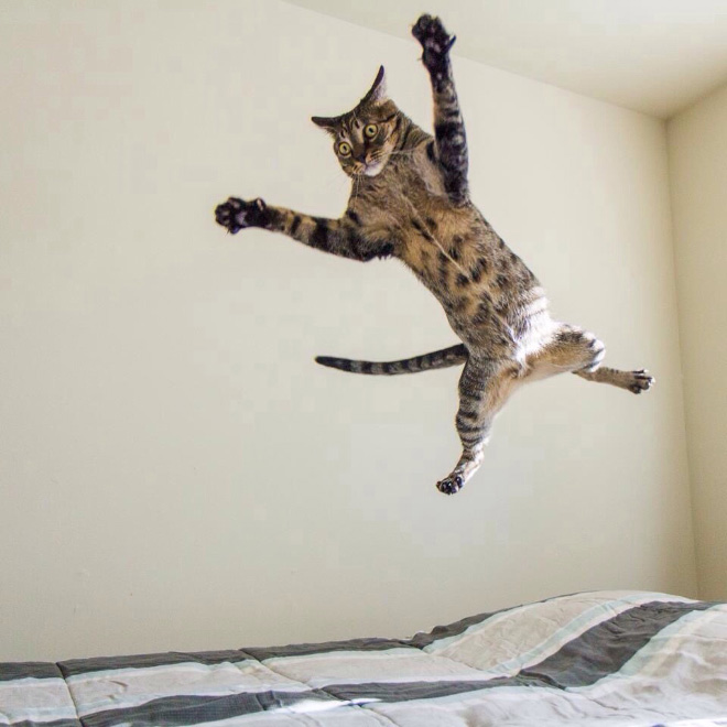 gatos-voadores (3)