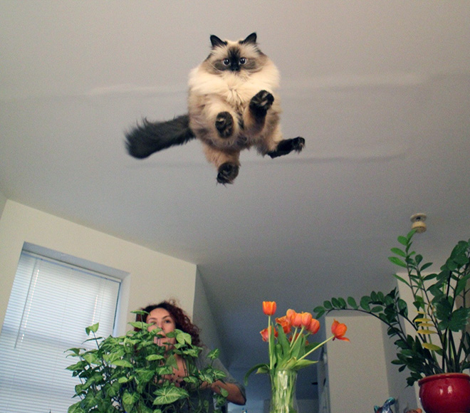 gatos-voadores (5)