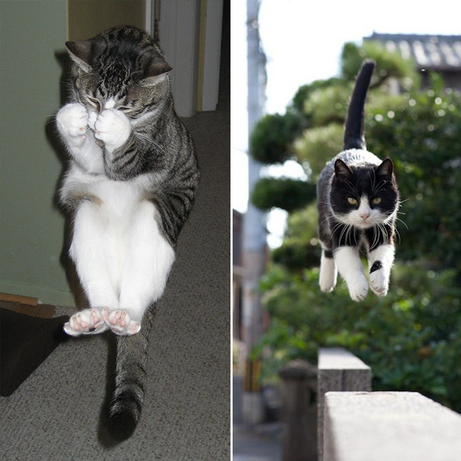 gatos-voadores (9)