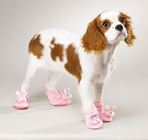 cachorros-sapatos (3)
