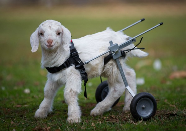 animais-cadeira-de-rodas (5)
