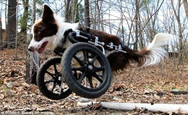 animais-cadeira-de-rodas (7)